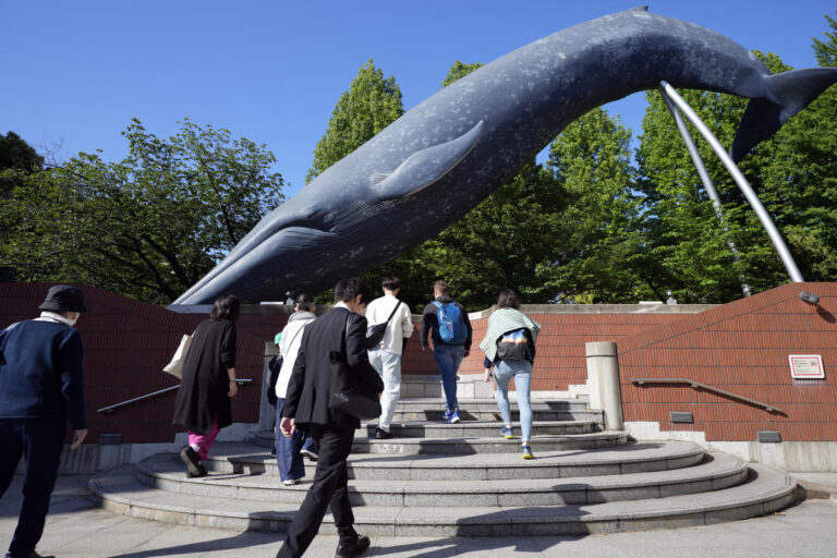 Japan Fisheries Agency proposes allowing commercial catching of fin whales