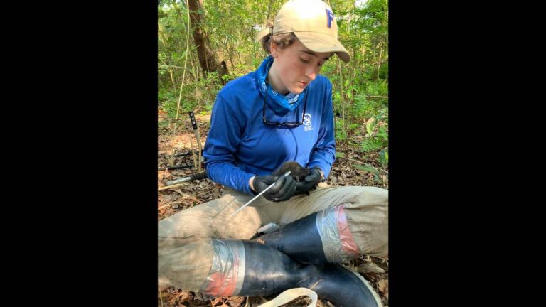 Newborn red wolves bring hope to species with only 20 in the wild. See them cuddle