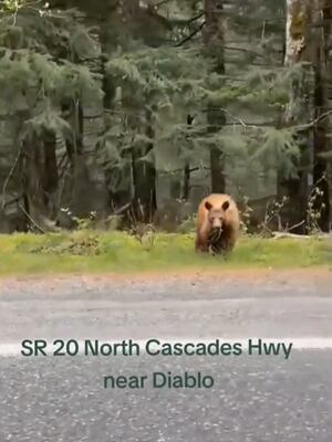 No zebras scouted in the North Cascades, large bear caught on video instead