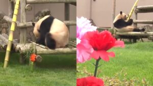 Panda mom honored with Mother's Day feast at Japanese zoo
