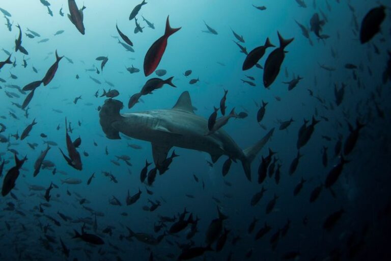 Scientists discover possible hammerhead shark nursery in Ecuador's Galapagos