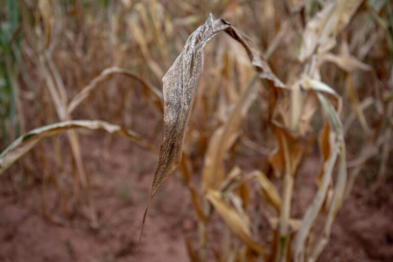 Southern Africa Seeks $5.5 Billion to Cope With El Nino Impact