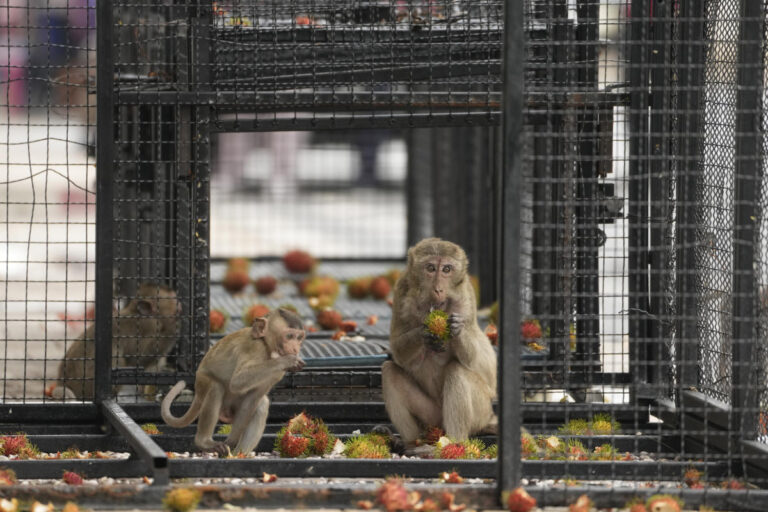 Thai town maddened by marauding monkeys launches plan to lock them up and send them away