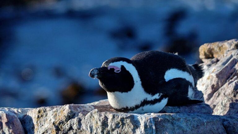 The fight to save the African penguin