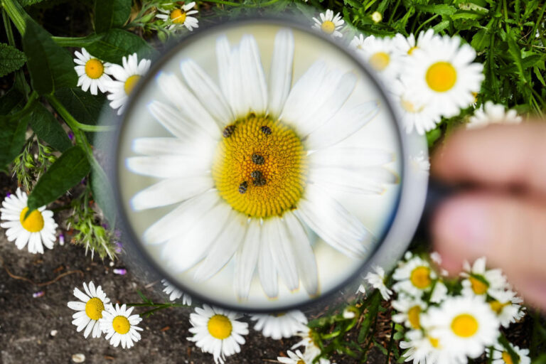 The summer of insect-counting gets underway in Germany