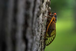 When do cicadas emerge? And, more importantly, are there cicadas in Delaware?
