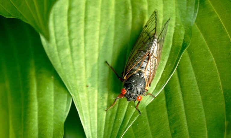 everything you need to know about the US cicada-geddon