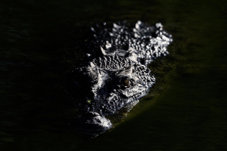 A community in Australia turned a crocodile from a threat into a feast