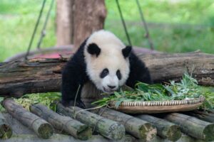 SF supes vote to approve panda plan for zoo