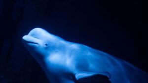 Two beluga whales evacuated from Ukraine arrive in Spain